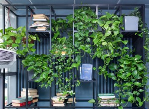 8 Variedades Populares de Pothos: Guía Completa de Cultivo y Cuidados