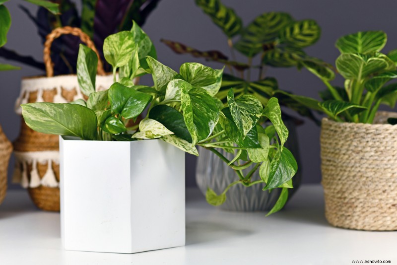 8 variedades populares de Pothos para cultivar