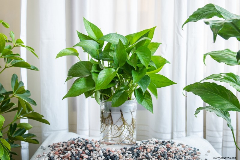 8 variedades populares de Pothos para cultivar