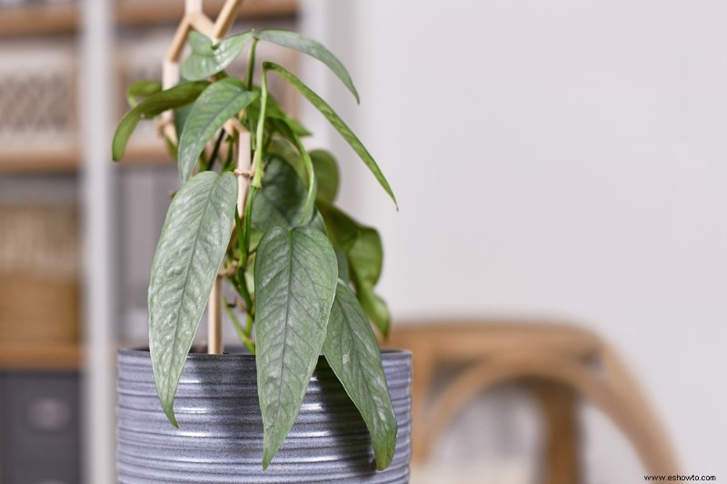 8 variedades populares de Pothos para cultivar