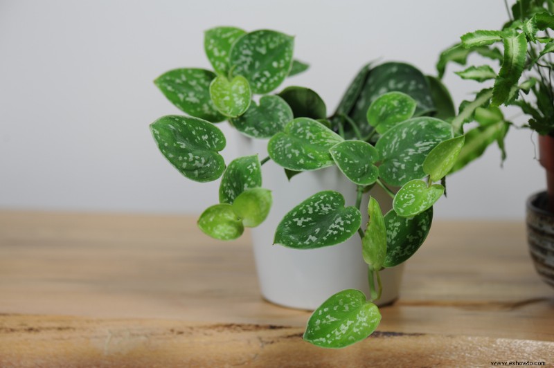 8 variedades populares de Pothos para cultivar