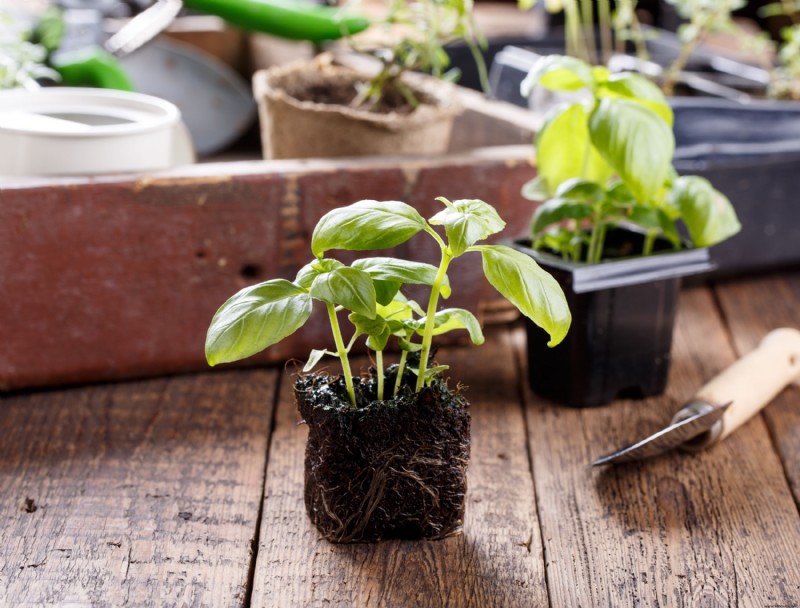 Cómo cultivar albahaca en interior