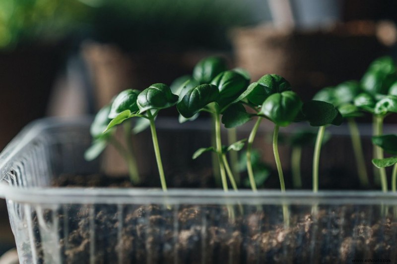 Cómo cultivar albahaca en interior