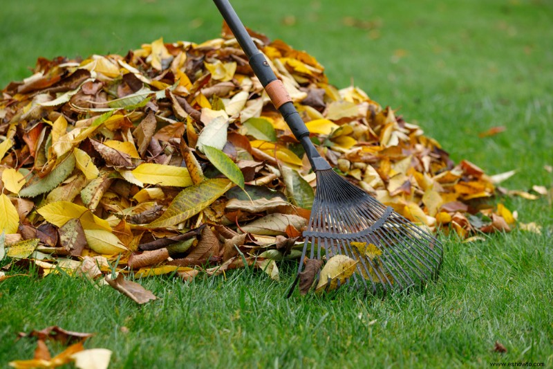 ¿Debería dejar las hojas caídas en su césped?