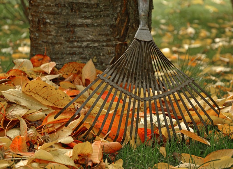 ¿Debería dejar las hojas caídas en su césped?