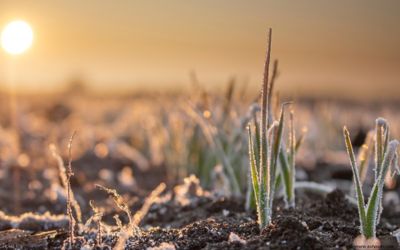 6 mejores cultivos de cobertura de invierno para su huerto