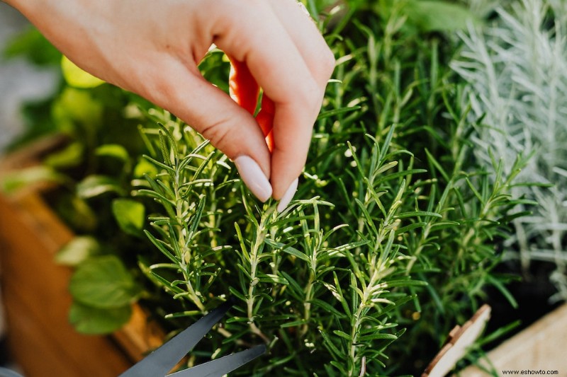 Cómo cultivar romero en interiores