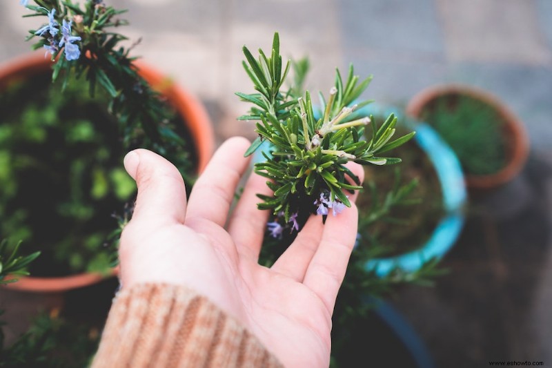 Cómo cultivar romero en interiores