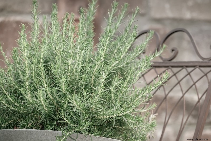 Cómo cultivar romero en interiores