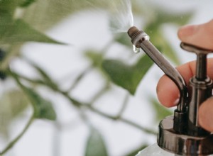 Cómo revivir una planta moribunda con peróxido de hidrógeno: Guía experta paso a paso