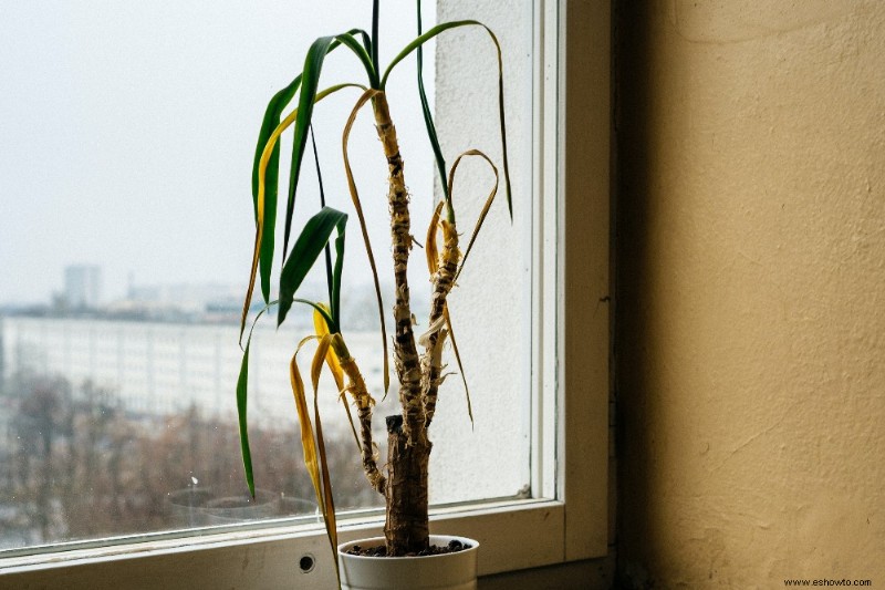 Cómo revivir una planta moribunda con peróxido de hidrógeno