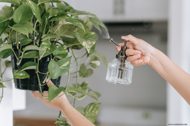 Cómo revivir una planta moribunda con peróxido de hidrógeno