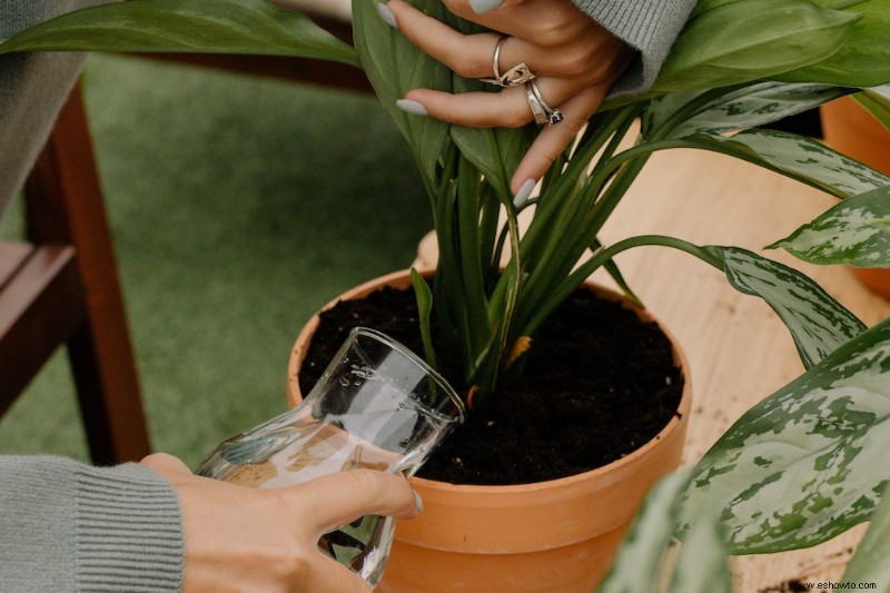 Cómo revivir una planta moribunda con peróxido de hidrógeno