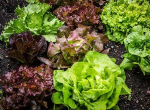 5 Verduras Resistentes al Frío para Cultivar al Aire Libre en Invierno