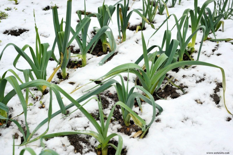 5 verduras que puedes cultivar al aire libre en invierno