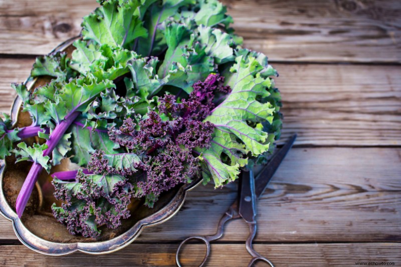 5 verduras que puedes cultivar al aire libre en invierno