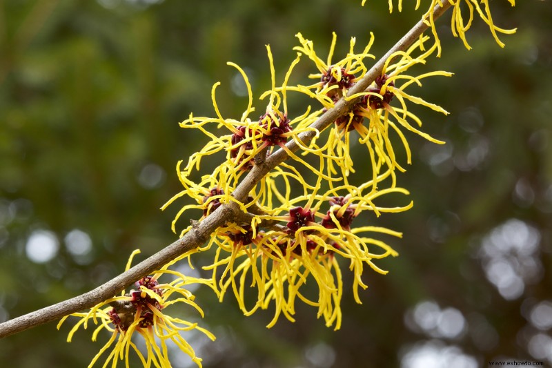 6 hermosas plantas que florecen en invierno para su jardín