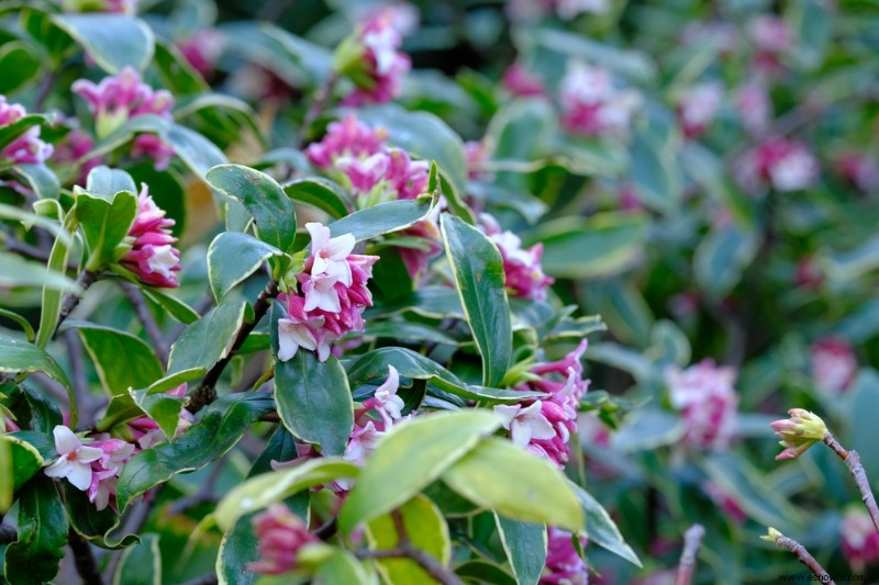 6 hermosas plantas que florecen en invierno para su jardín