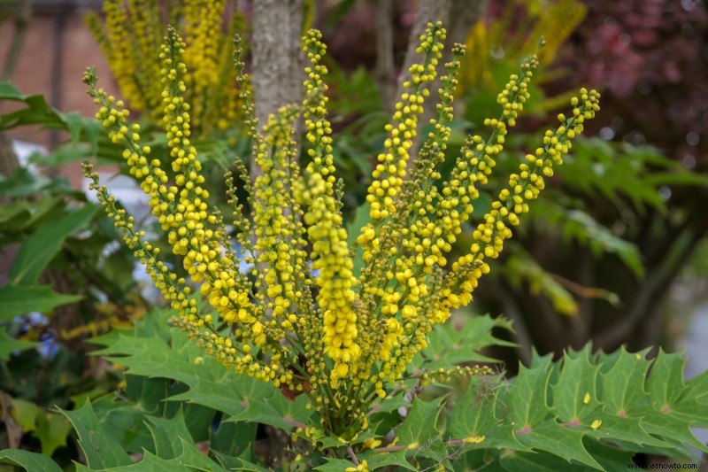 6 hermosas plantas que florecen en invierno para su jardín