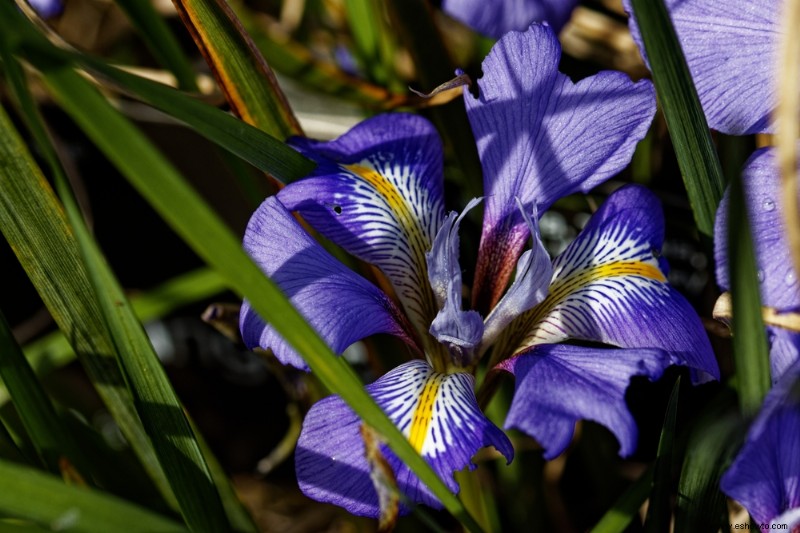 6 hermosas plantas que florecen en invierno para su jardín