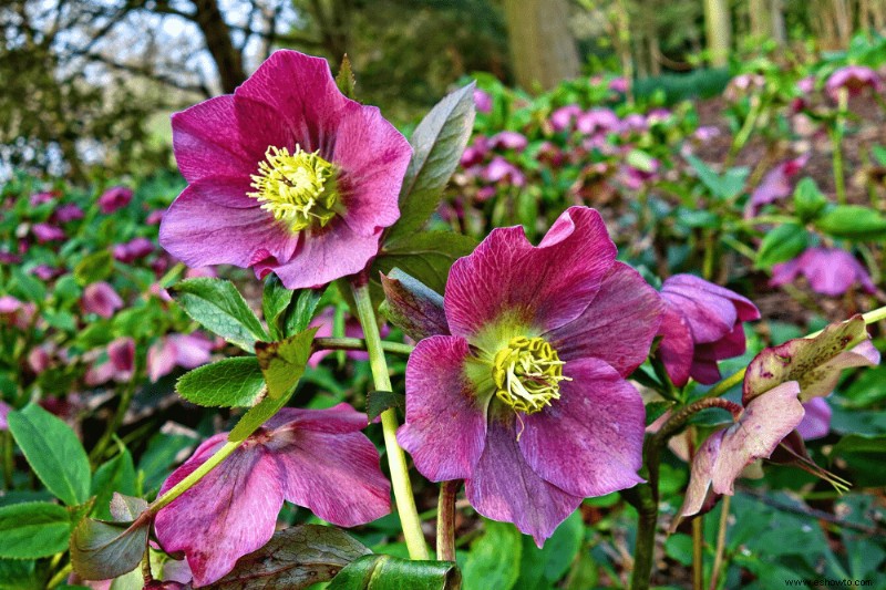 6 hermosas plantas que florecen en invierno para su jardín