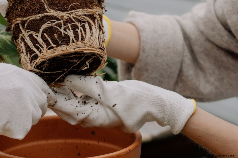 7 errores que debe evitar al trasplantar sus plantas