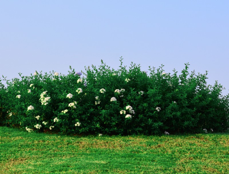 Debería fertilizar su jardín en invierno