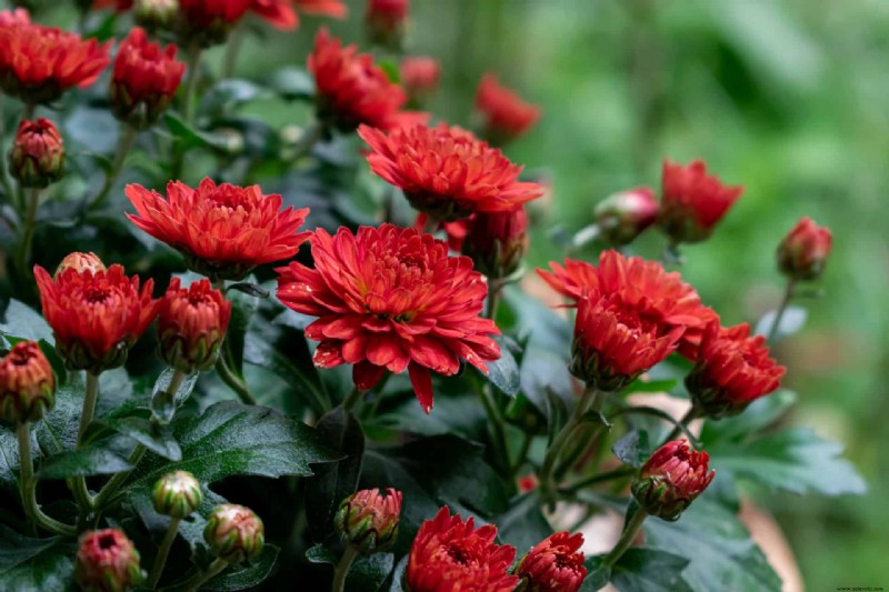 Debería fertilizar su jardín en invierno