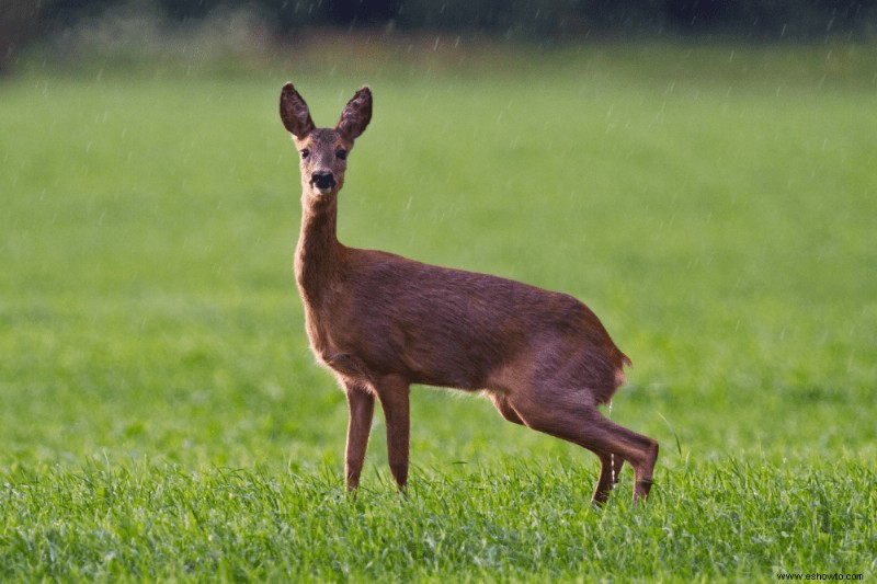 Debería fertilizar su jardín en invierno