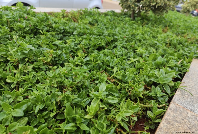 Cómo mejorar el suelo del jardín en invierno