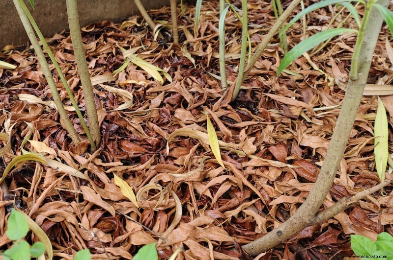 Cómo mejorar el suelo del jardín en invierno