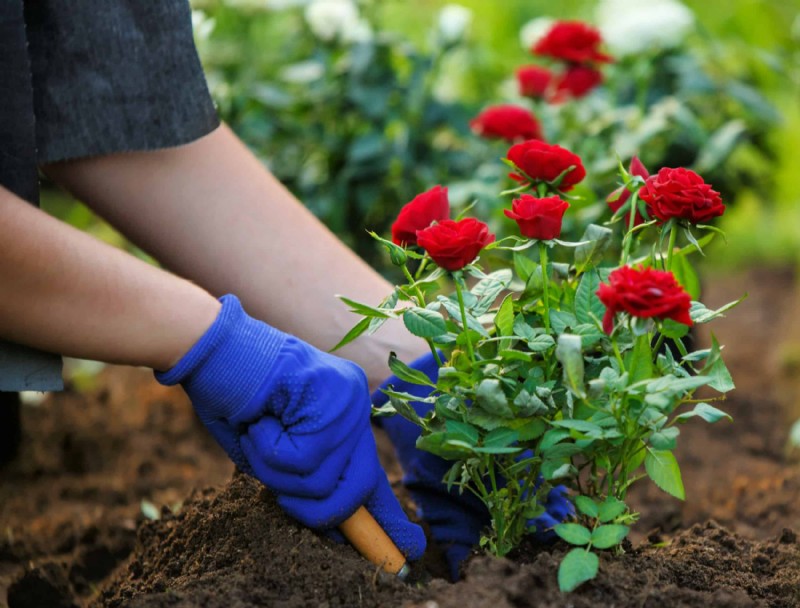 Cómo preparar tus rosas para el invierno