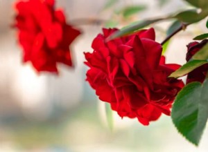 Guía Experta: Cómo Preparar tus Rosas para el Invierno y Garantizar una Floración Espectacular