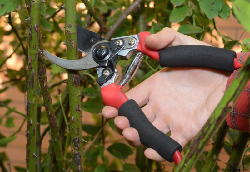 Cómo preparar tus rosas para el invierno