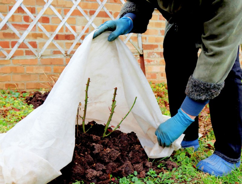 Cómo preparar tus rosas para el invierno