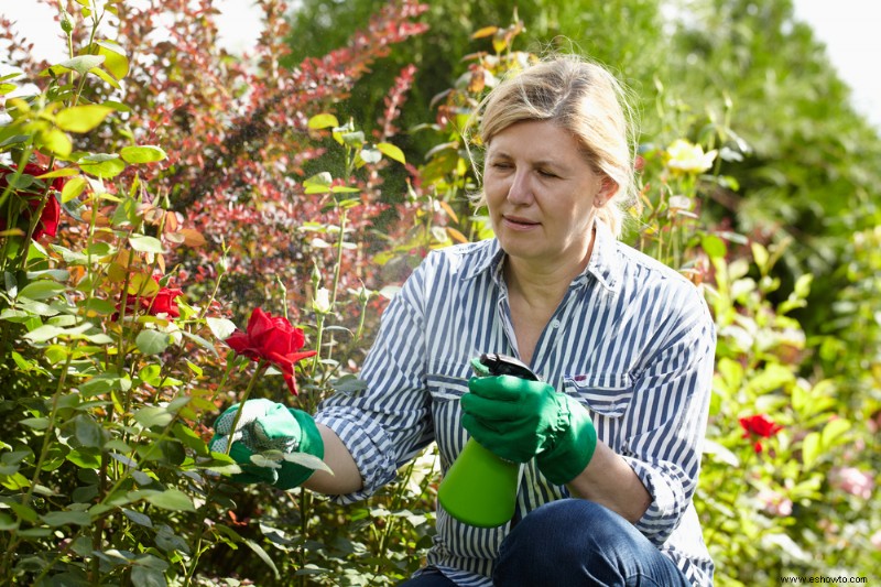 Cómo preparar tus rosas para el invierno