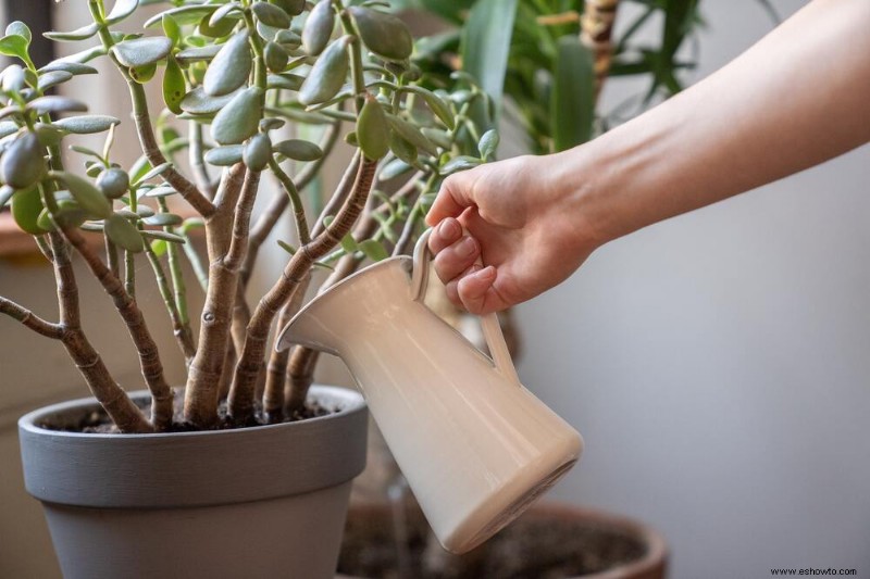 Con qué frecuencia regar su planta de jade