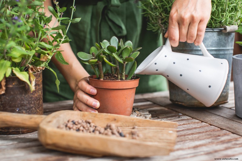 Con qué frecuencia regar su planta de jade