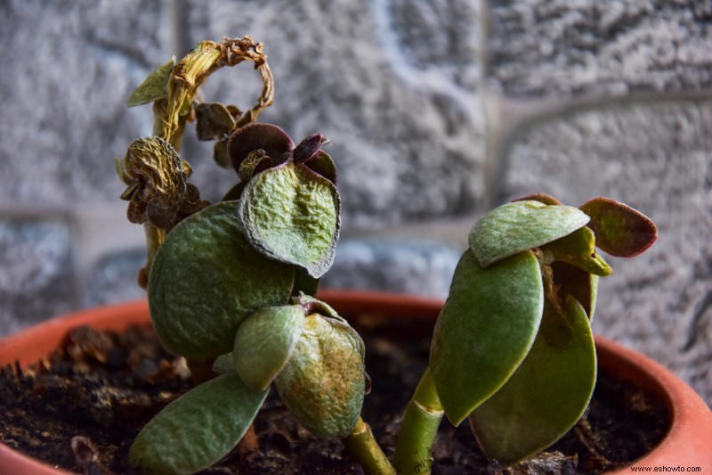 Con qué frecuencia regar su planta de jade