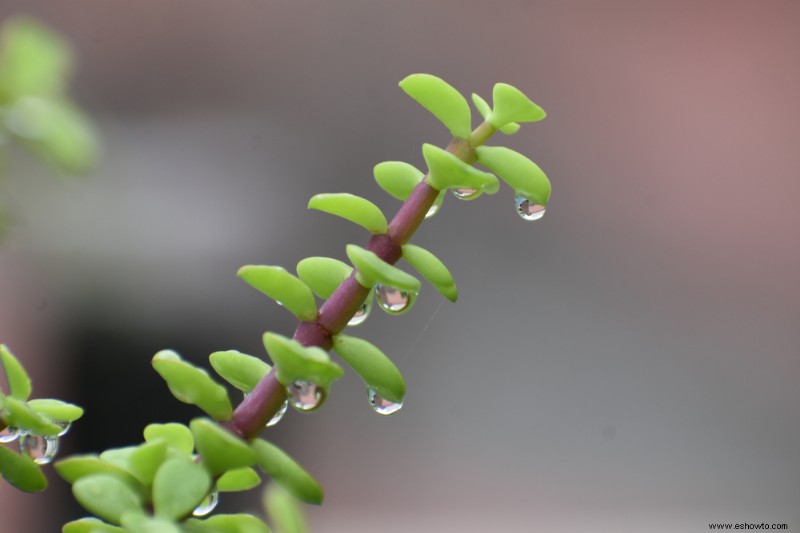 Con qué frecuencia regar su planta de jade