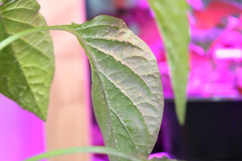 Por qué hay gotas de agua en las plantas de interior