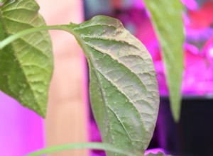 ¿Por qué aparecen gotas de agua en las hojas de plantas de interior? Causas del edema y soluciones efectivas
