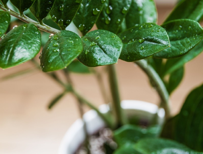 Por qué hay gotas de agua en las plantas de interior