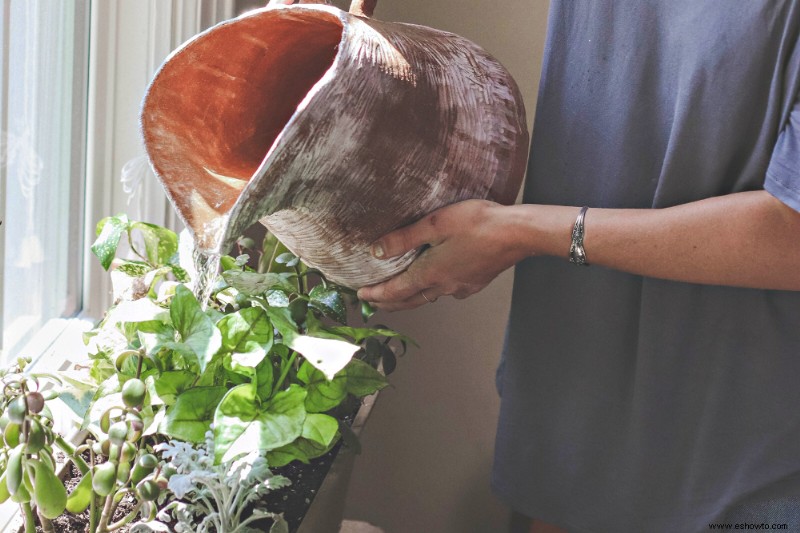 Por qué hay gotas de agua en las plantas de interior