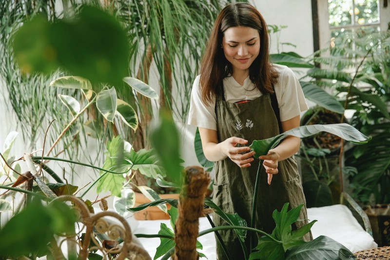 Por qué hay gotas de agua en las plantas de interior