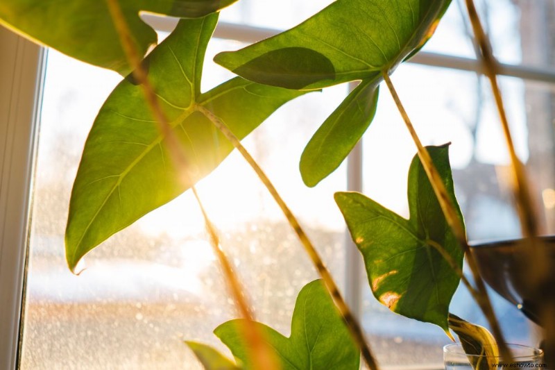 Por qué hay gotas de agua en las plantas de interior