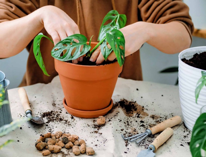 Por qué hay gotas de agua en las plantas de interior