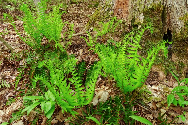 5 plantas que prosperan bajo los pinos