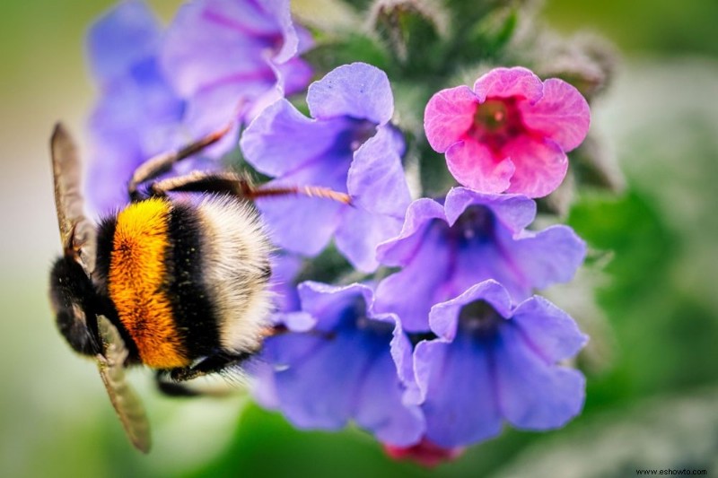 5 plantas que prosperan bajo los pinos