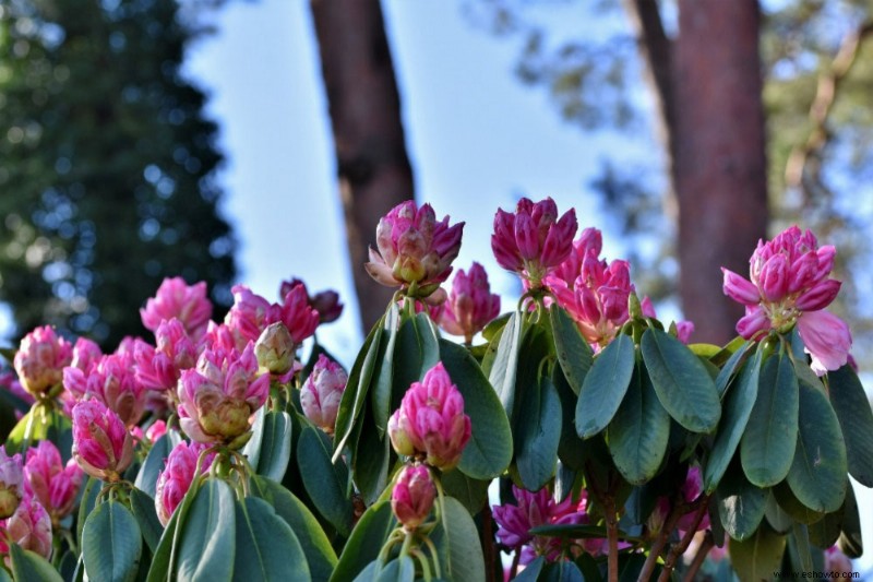 5 plantas que prosperan bajo los pinos